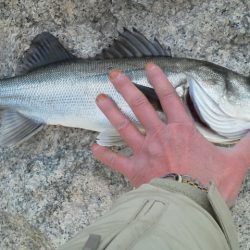 エビ撒きでハネ