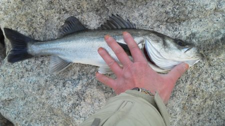 エビ撒きでハネ