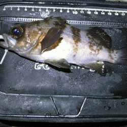 姫路メバリング（2018-3）