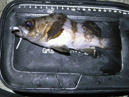 姫路メバリング（2018-3）