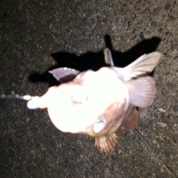 釣りクラブの今年初イベント