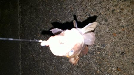 釣りクラブの今年初イベント