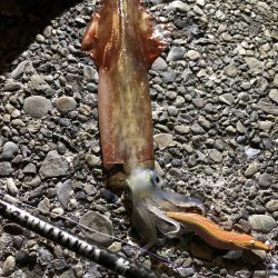 久しぶりのエギング