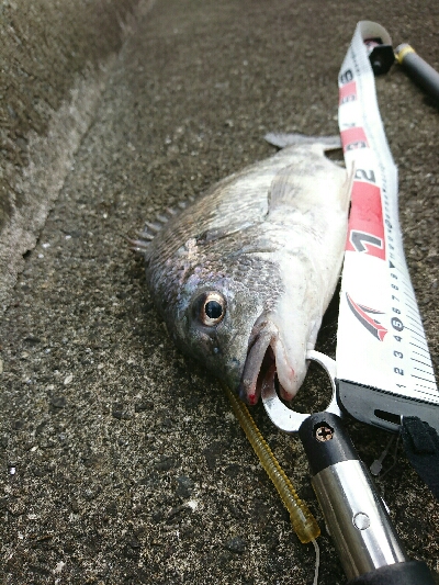 エビ蒔きでハネ釣り