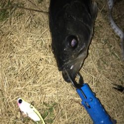 バイブレーションでシーバス