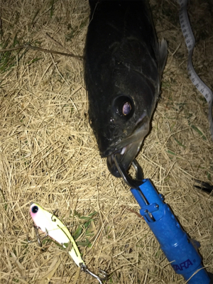 バイブレーションでシーバス