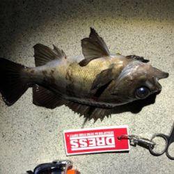 コマしなメバル