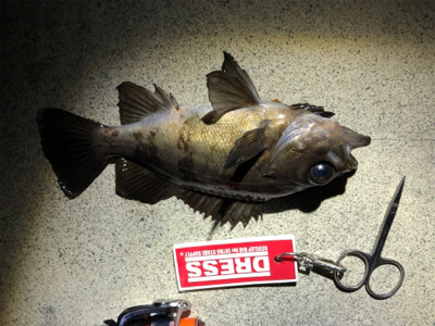 コマしなメバル