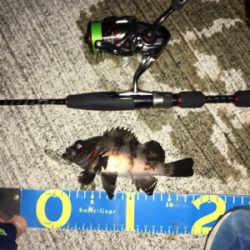 プラッギングで初メバル