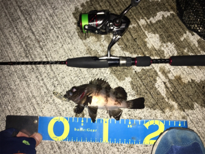 プラッギングで初メバル