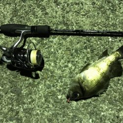 メバル プラッキング