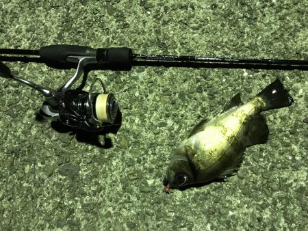 メバル プラッキング