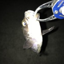 連日のメバリング