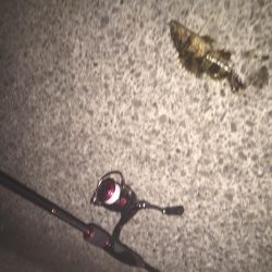 今年初のタケノコ狩り