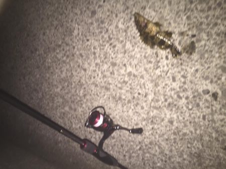 今年初のタケノコ狩り