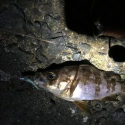 イカナゴ解禁前に！