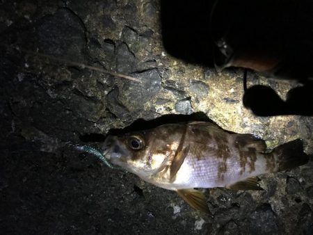 イカナゴ解禁前に！