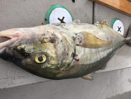 2月の4日間  屋久島の海釣り