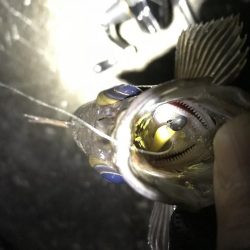 サイズアップならず!