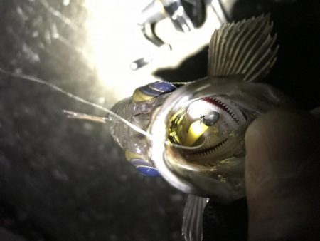 サイズアップならず!