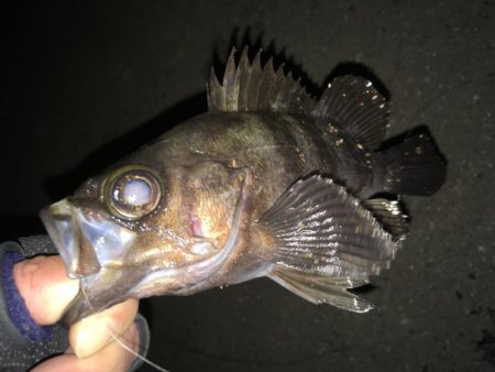 ライトワインド