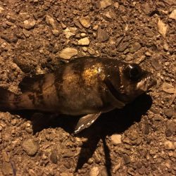 漁港メバリング