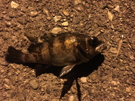 漁港メバリング