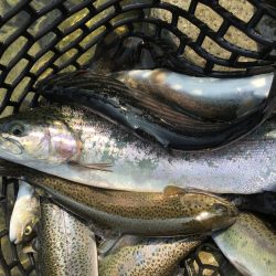 芥川マス釣り場のトラウト