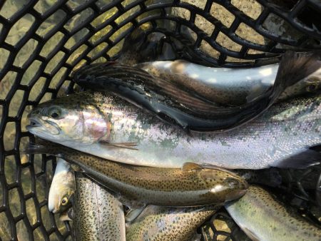 芥川マス釣り場のトラウト
