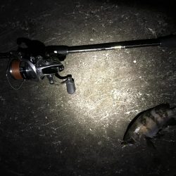 三連釣行 計10匹！