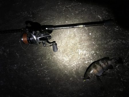 三連釣行 計10匹！