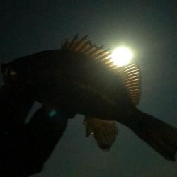 月夜〜朝マヅメ