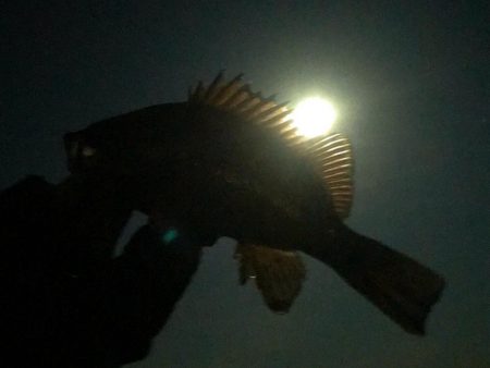 月夜〜朝マヅメ