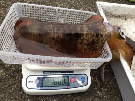 バースデーイカ ゲット