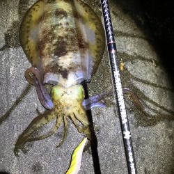 2018年初アオリイカGET!