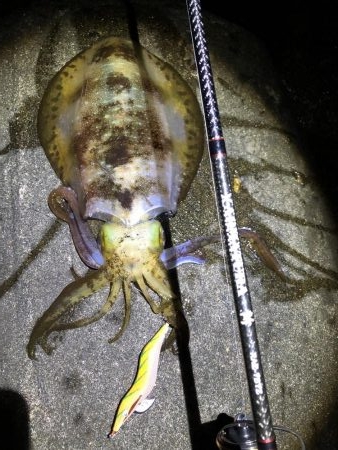 2018年初アオリイカGET!