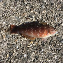 この時期は水温が低いので最低御坊まで‥