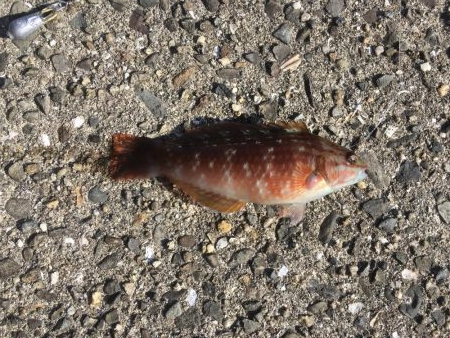 この時期は水温が低いので最低御坊まで‥