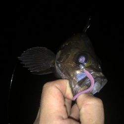 メバル好釣中♪