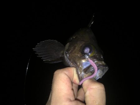 メバル好釣中♪