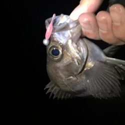 メバリング爆釣第二弾