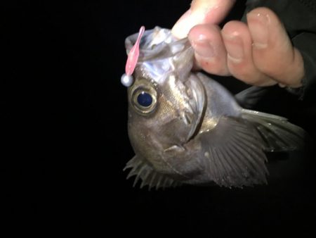 メバリング爆釣第二弾