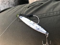 寒ボラが食べたい！