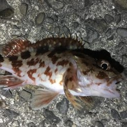 え！あっ！うっ！？