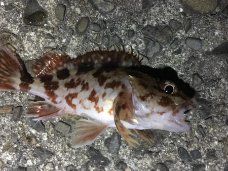 え！あっ！うっ！？