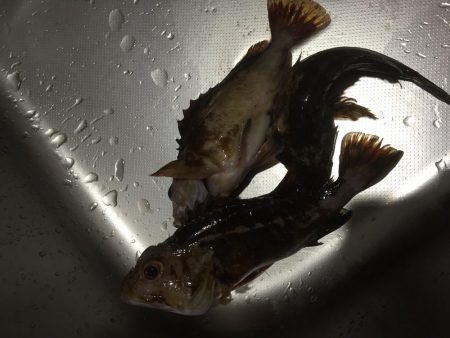 ライトライトライト