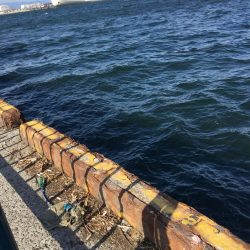 午後からエビ撒き釣り