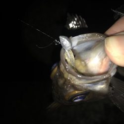 メバリング釣行第3弾