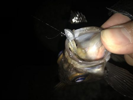 メバリング釣行第3弾