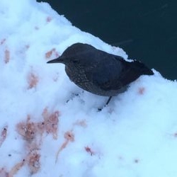 極寒のチヌ釣り